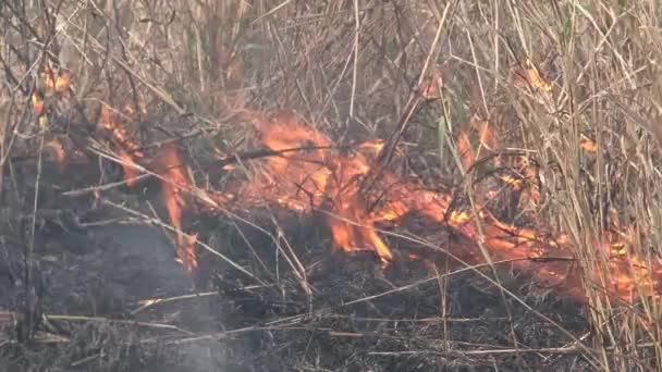 Brush Fire Burning Savanna — Stock Video