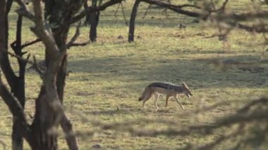 Bir çift kurt otlakta yürüyor.