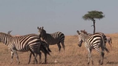 Zebra sürüsü bozkırda otluyor.