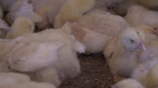 Large Group Yellow Chicks — Stock Video