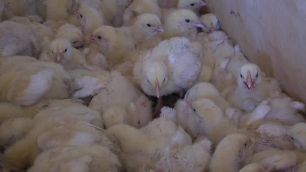 Stor Grupp Gula Kycklingar — Stockvideo
