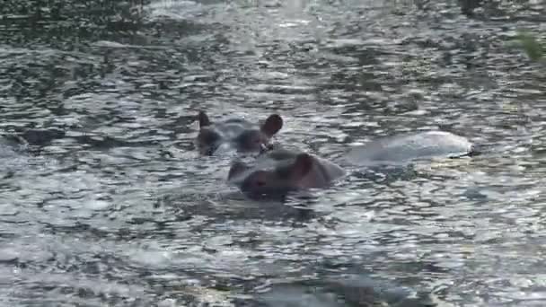 Troupeau d'Hippopotames à moitié immergé dans l'eau