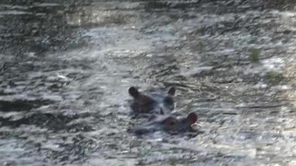 Paire d'Hippopotames à moitié immergés dans l'eau