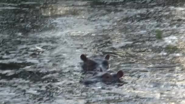 Pair Hippopotamuses Half Submerged Water — Stock Video
