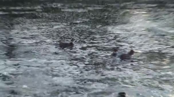 Herd Hippopotamuses Half Submerged Water — Stock Video