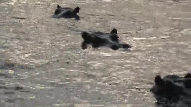 Стадо Гіпопотамамів Напівзатоплених Воді — стокове відео