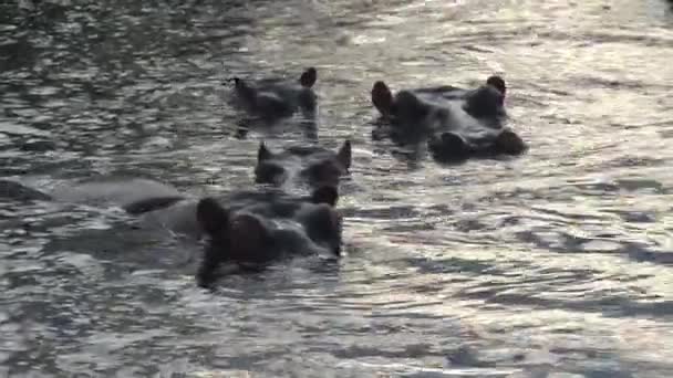 Troupeau d'Hippopotames à moitié immergé dans l'eau