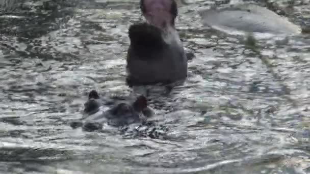 Paire d'Hippopotames à moitié immergés dans l'eau