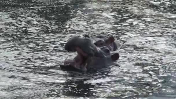 Paire Hippopotames Moitié Immergés Dans Eau — Video