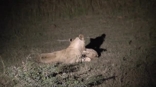 Een Paar Leeuwinnen Worstelen Nachts — Stockvideo