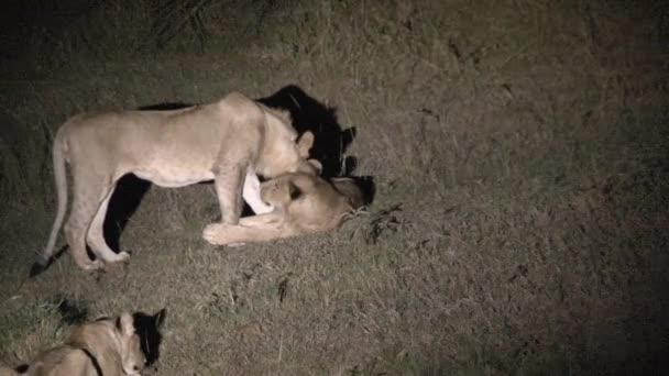 Dişi Aslanlar Gece Güreşiyor — Stok video