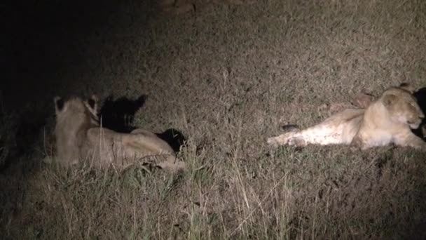 Pair Lionesses Resting Night — Stock Video