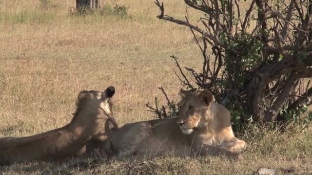 狮子座女伴躺在树下 — 图库视频影像