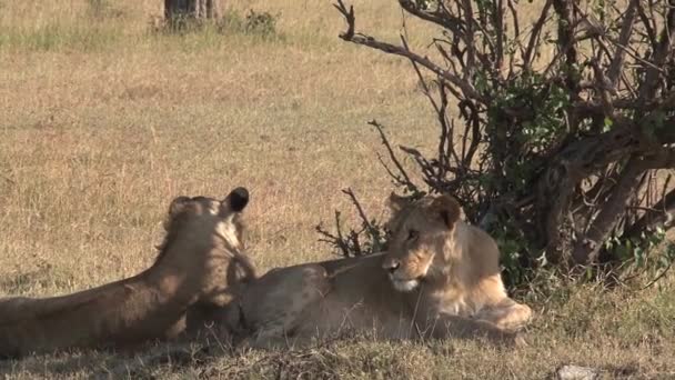 Par Leoas Descansando Debaixo Uma Árvore — Vídeo de Stock