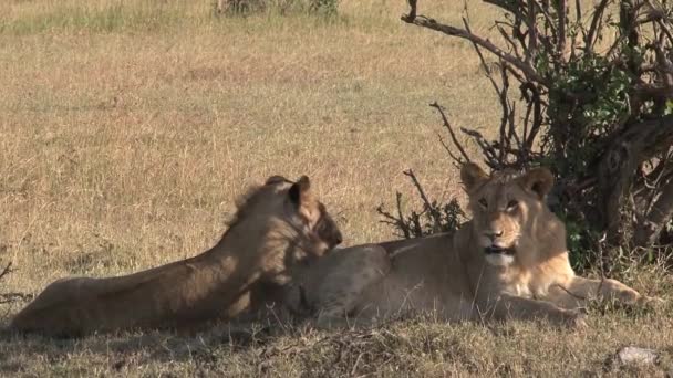 Paire Lionnes Reposant Sous Arbre — Video