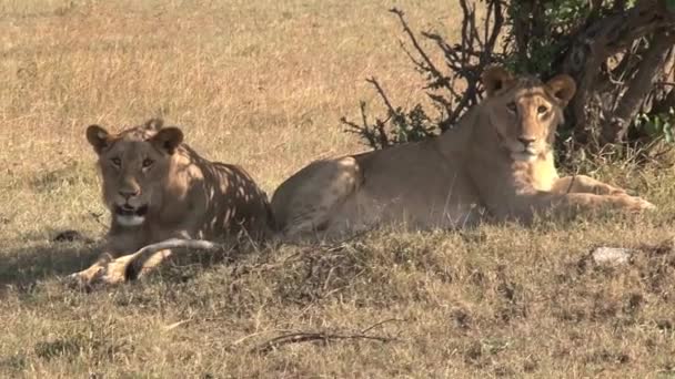 Pair Lionesses Resting Tree — Stock Video