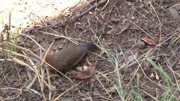 Pequeño Pájaro Marrón Alimentándose Hierba — Vídeos de Stock