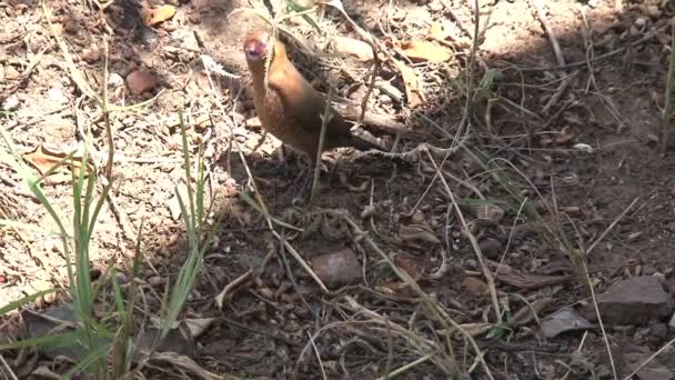 Small Brown Bird Foraging Grass — Stock Video