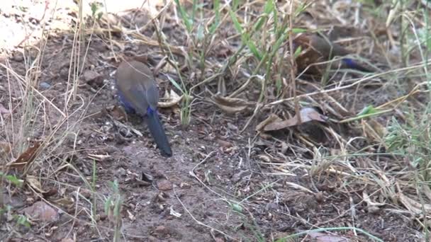 Small Brown Birds Foraging Grass — Stock Video