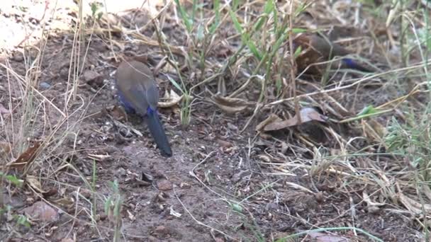 Pequeñas Aves Marrones Alimentándose Hierba — Vídeos de Stock