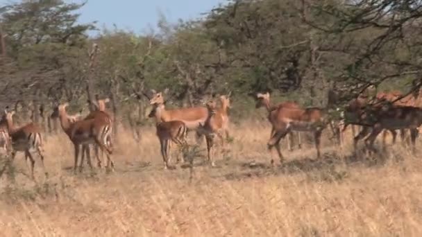 Impala Sürüsü Çayırlarda Koşuyor — Stok video