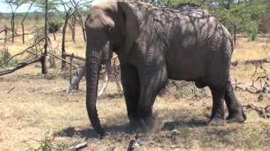 Afrika fili topraktan hortumuyla bakar.