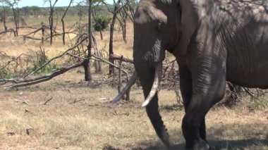 Afrika fili topraktan hortumuyla bakar.