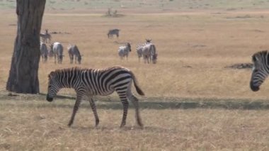 Zebra sürüsü bozkırda otluyor.