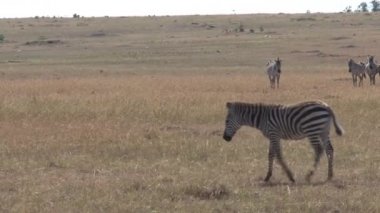 Zebra sürüsü bozkırda otluyor.