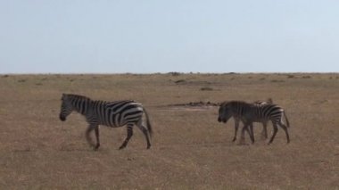 Zebra sürüsü bozkırda yürüyor.