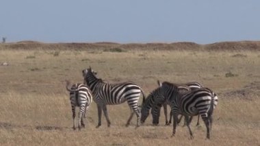 Zebra sürüsü bozkırda otluyor.