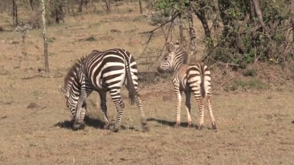 Zebra Mare Foal Walking Savanna — Stock Video
