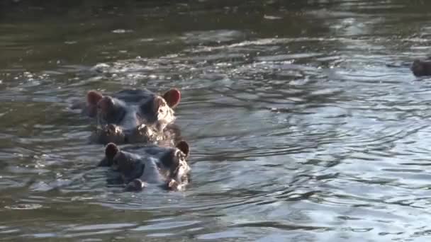 カバの群れは水中で泳いでいます — ストック動画