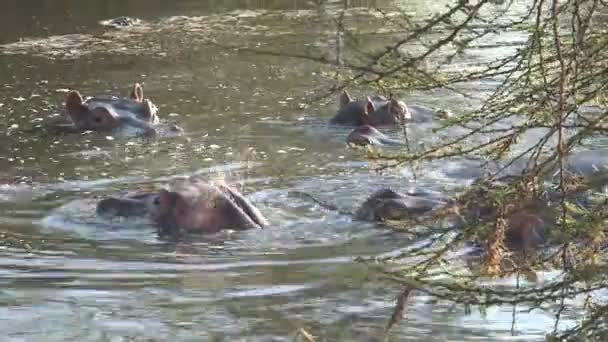 Flocken Flodhästar Som Simmar Vatten — Stockvideo