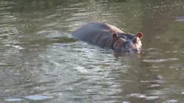 Hipopótamo Nadando Agua — Vídeo de stock