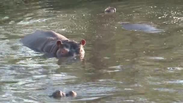 Hippopotame nageant dans l'eau