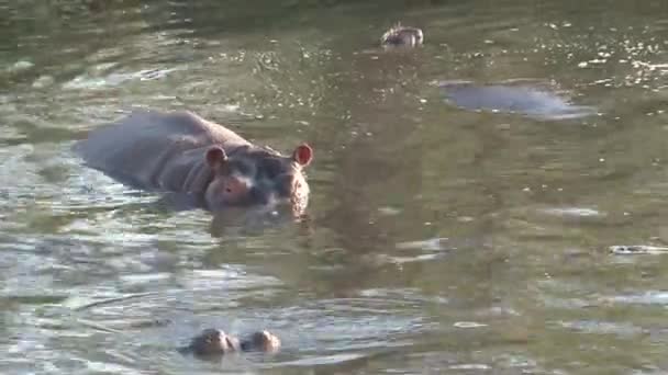 Hippopotamus Swimming Water — Stock Video