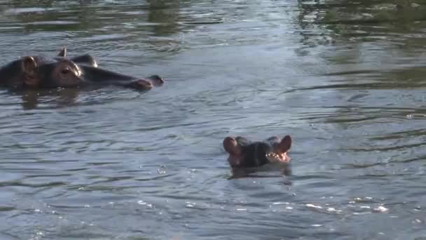 Paar Nijlpaarden Zwemmen Het Water — Stockvideo