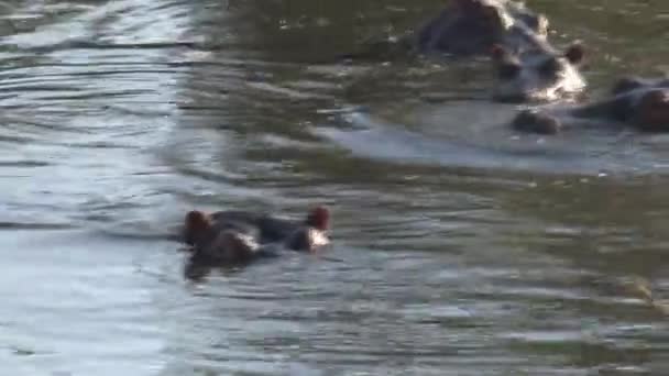 Troupeau Hippopotames Nageant Dans Eau — Video