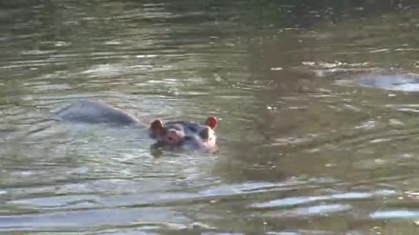 Paar Nijlpaarden Zwemmen Het Water — Stockvideo