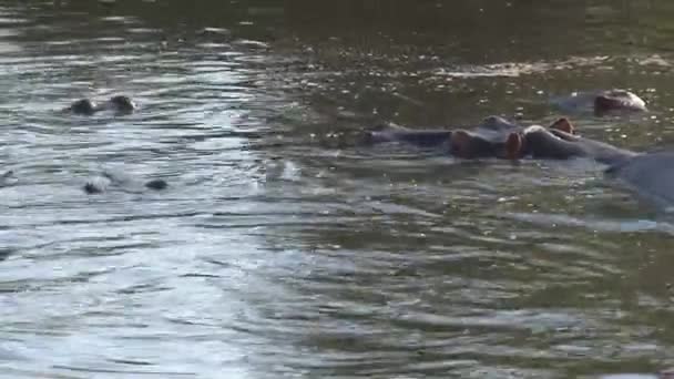 Ζευγάρι Ιπποπόταμων Που Κολυμπούν Στο Νερό — Αρχείο Βίντεο