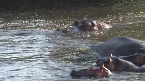 河马群在水里游泳 — 图库视频影像