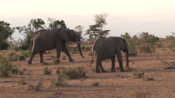 Afrikaanse Olifant Moeder Kalveren Grazen Savanne — Stockvideo