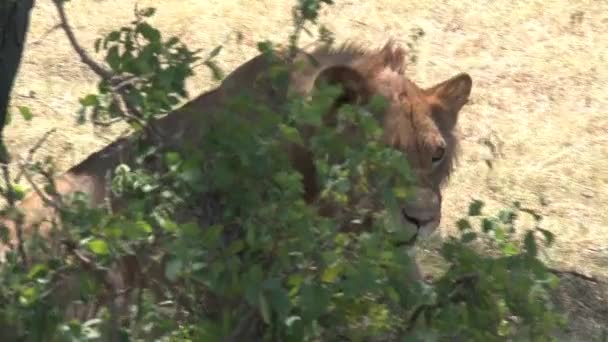 Löwin Ruht Unter Einem Baum — Stockvideo