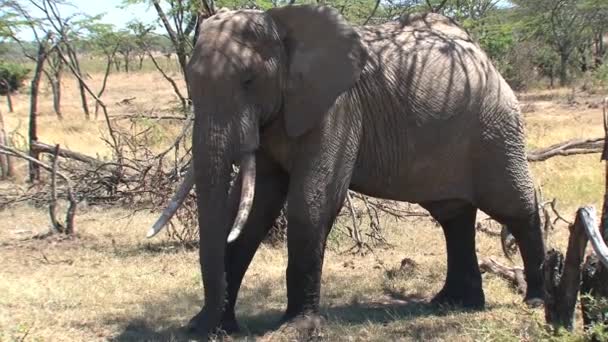 Африканський Слон Дивиться Крізь Бруд Своїм Хоботом — стокове відео