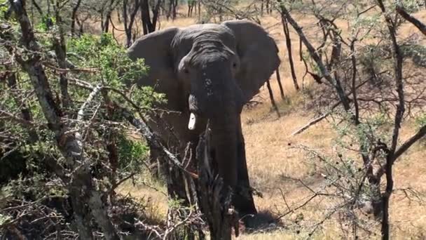 African Elephant Eating Leaves Treetop — Stock Video