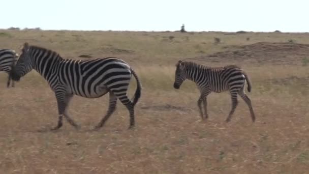 Herd Zebras Walking Savanna — Stock Video