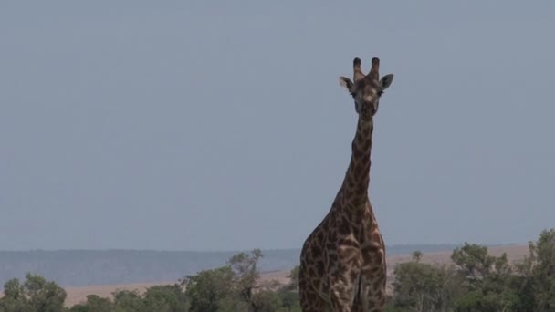 Giraffe Steht Auf Der Savanne — Stockvideo