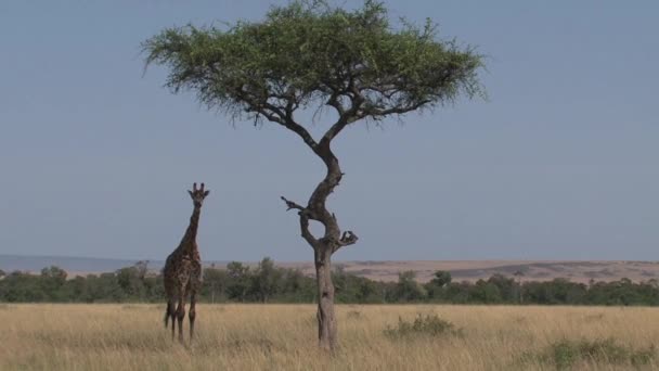 Giraffe Steht Unter Einem Baum Der Savanne — Stockvideo