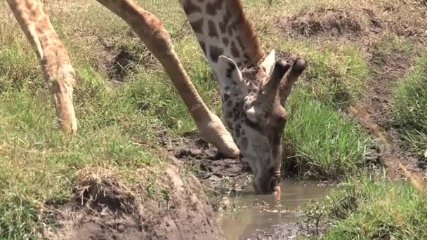 长颈鹿在稀树草原上的一个小水坑里喝水 — 图库视频影像